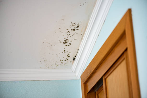 Best Kitchen Mold Remediation in Oak Grove, LA