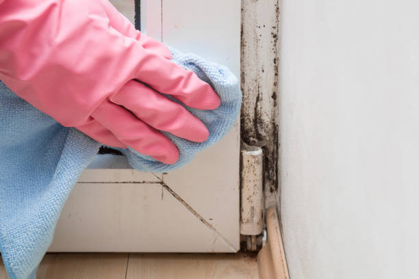 Best DIY Mold Remediation Support Services in Oak Grove, LA